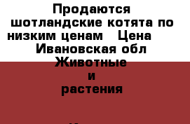 Продаются шотландские котята по низким ценам › Цена ­ 1 - Ивановская обл. Животные и растения » Кошки   . Ивановская обл.